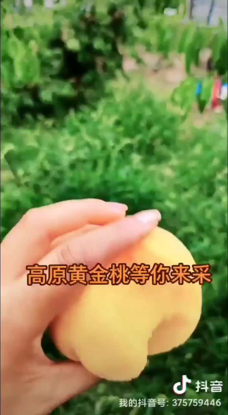 高原黄金桃