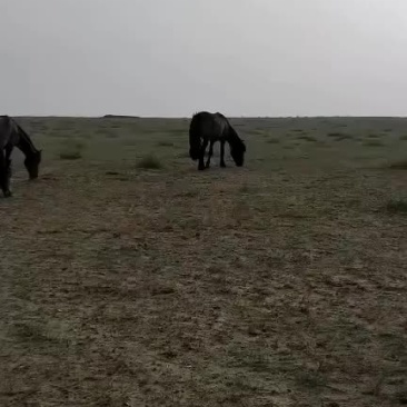 草原散养馿，马，