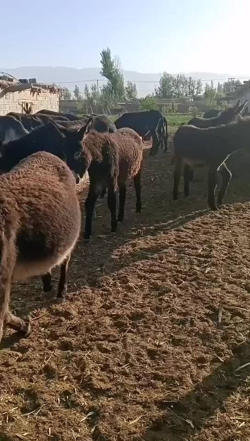 草原散养馿，马，