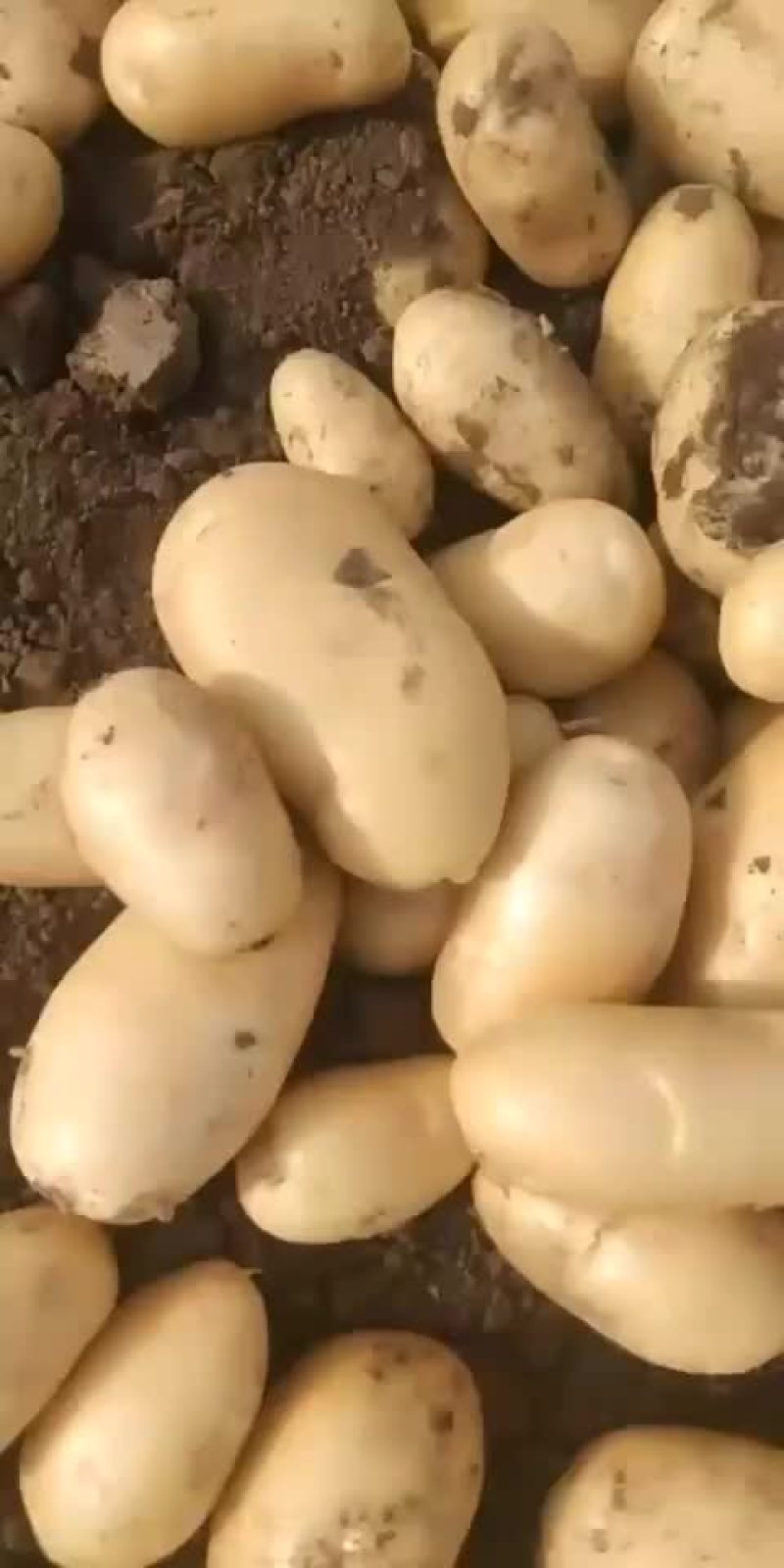土豆