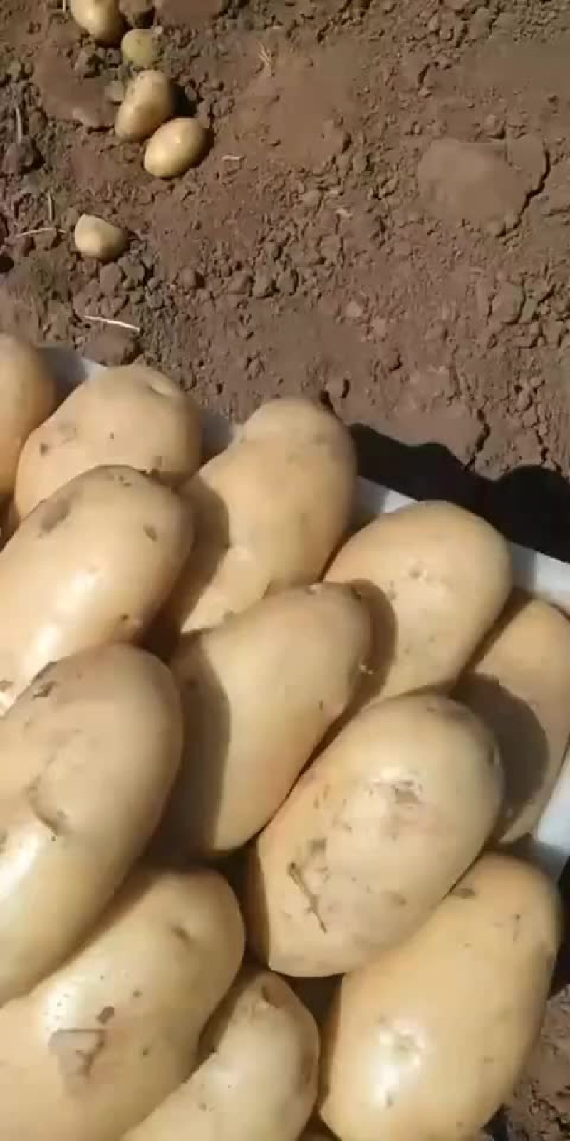 土豆