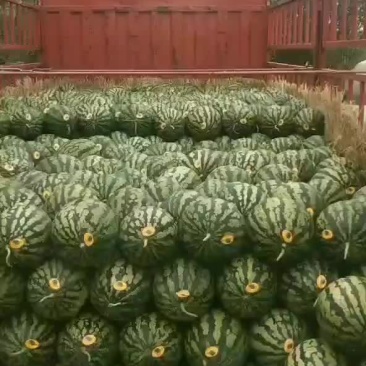 甜王大量上市