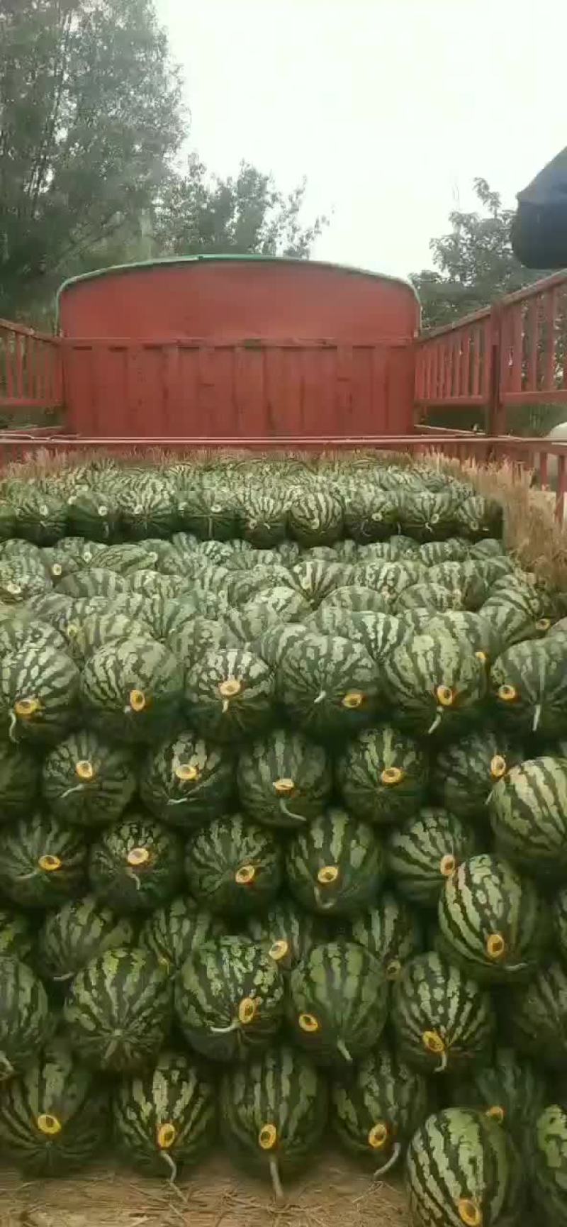 甜王大量上市