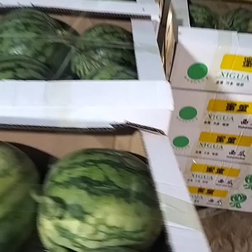 无籽儿蜜童西瓜。