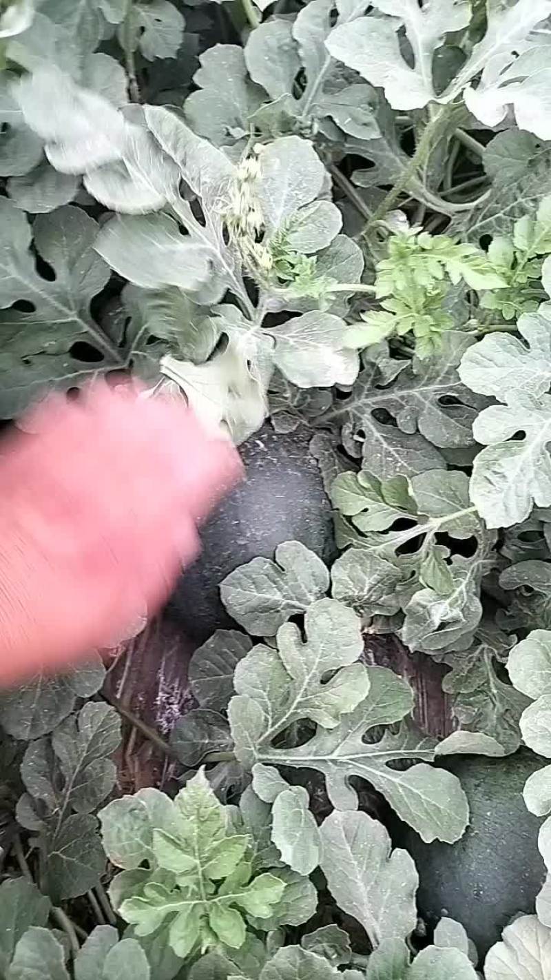 无籽儿蜜童西瓜。