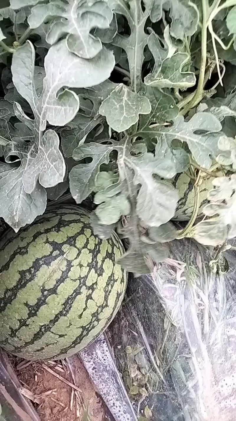无籽儿蜜童西瓜。
