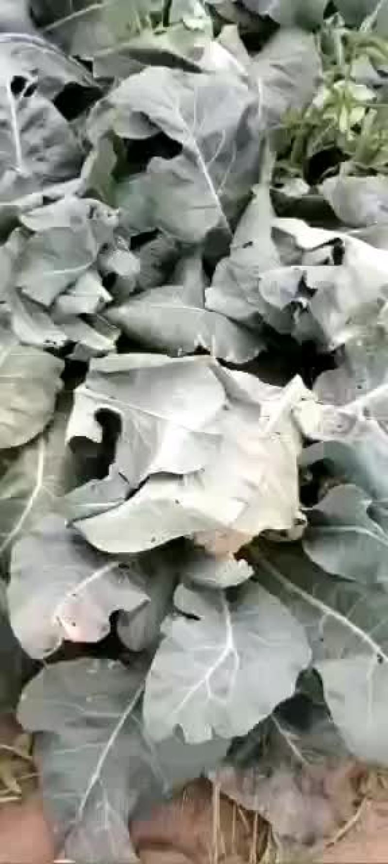 有机花