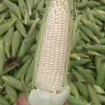 甜玉米