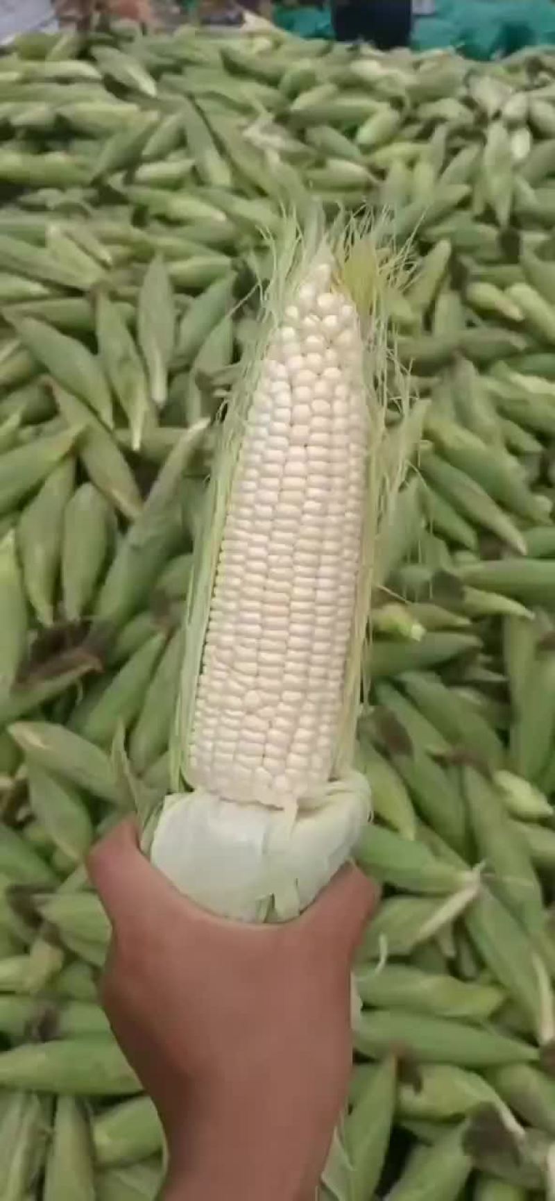 甜玉米
