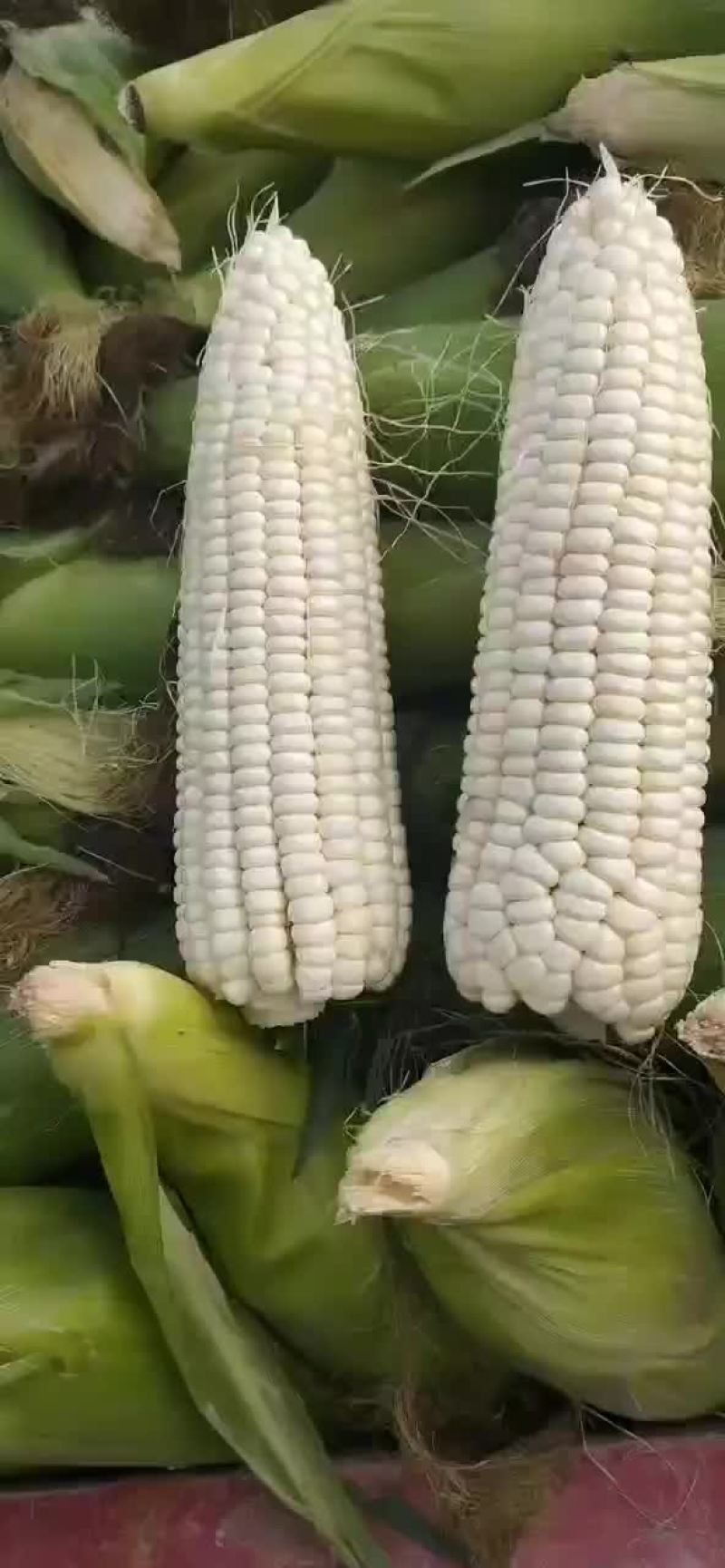 甜玉米