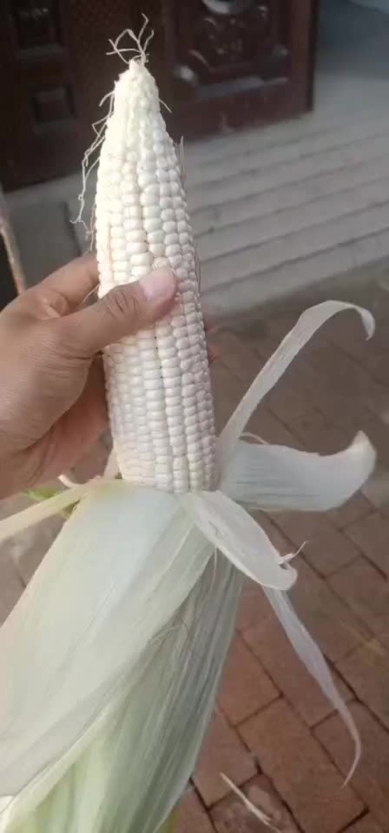 甜玉米