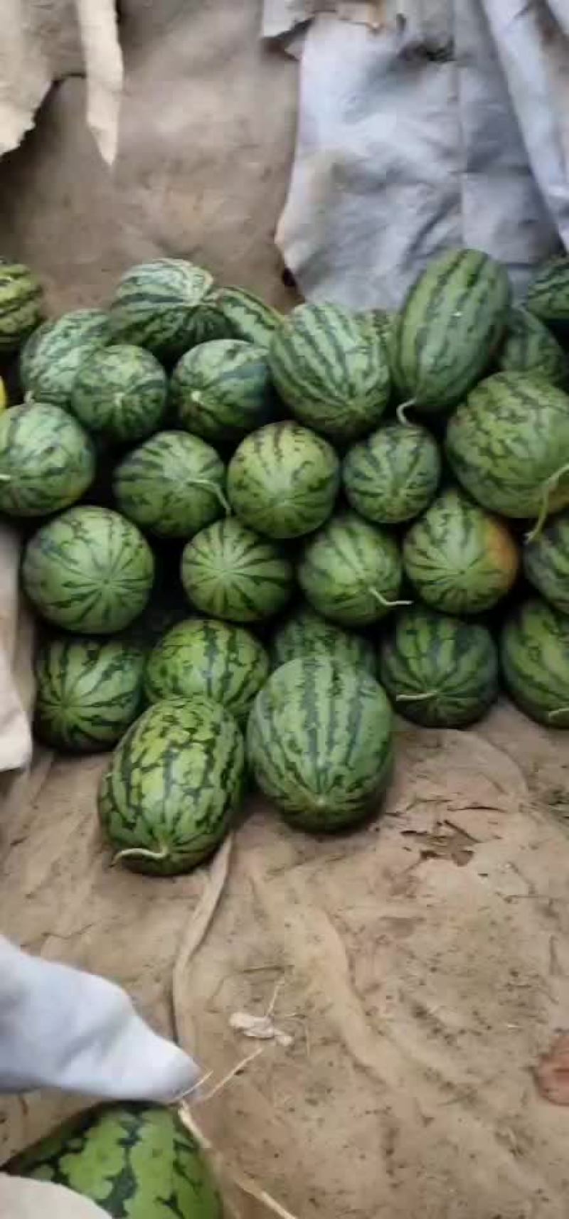 绿裳