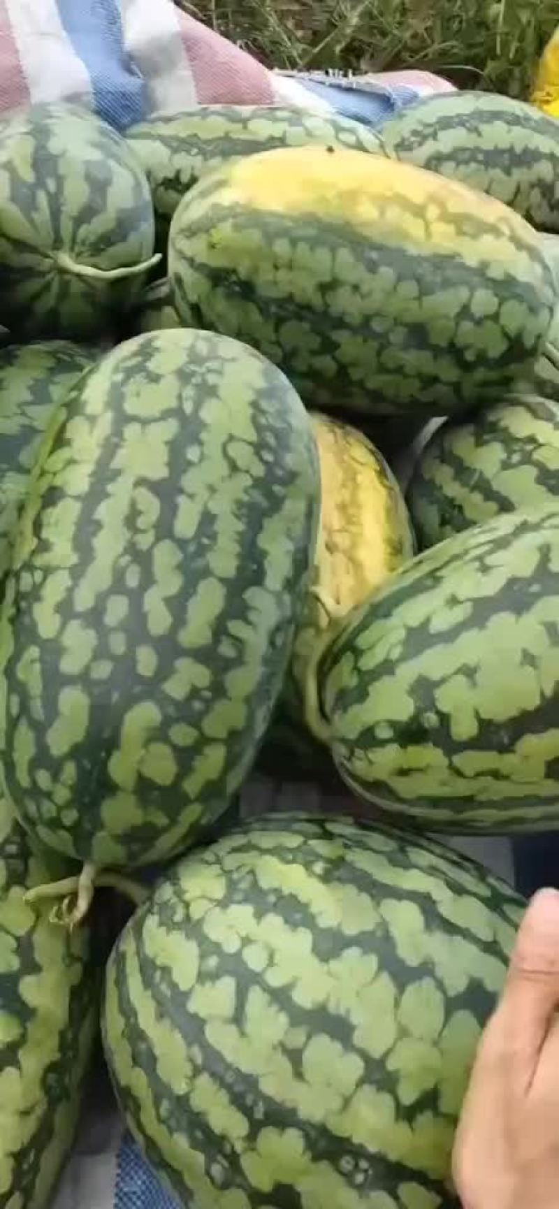 绿裳