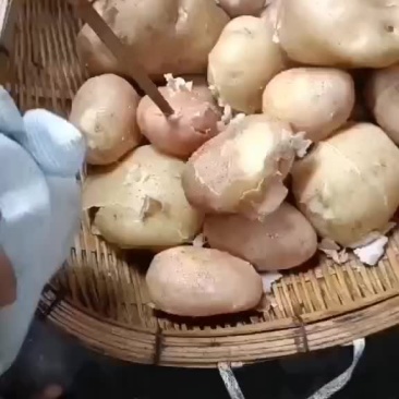 老品种土豆