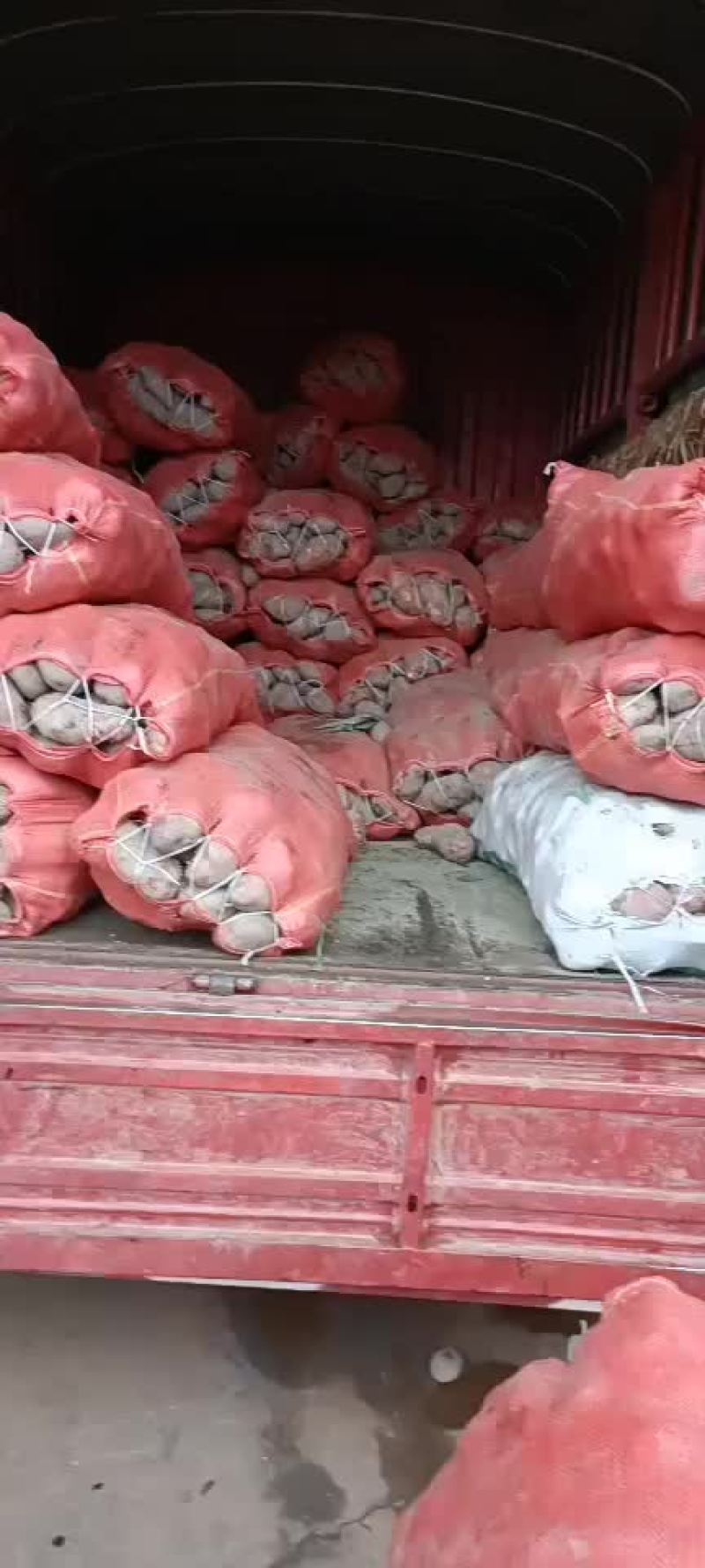 老品种土豆