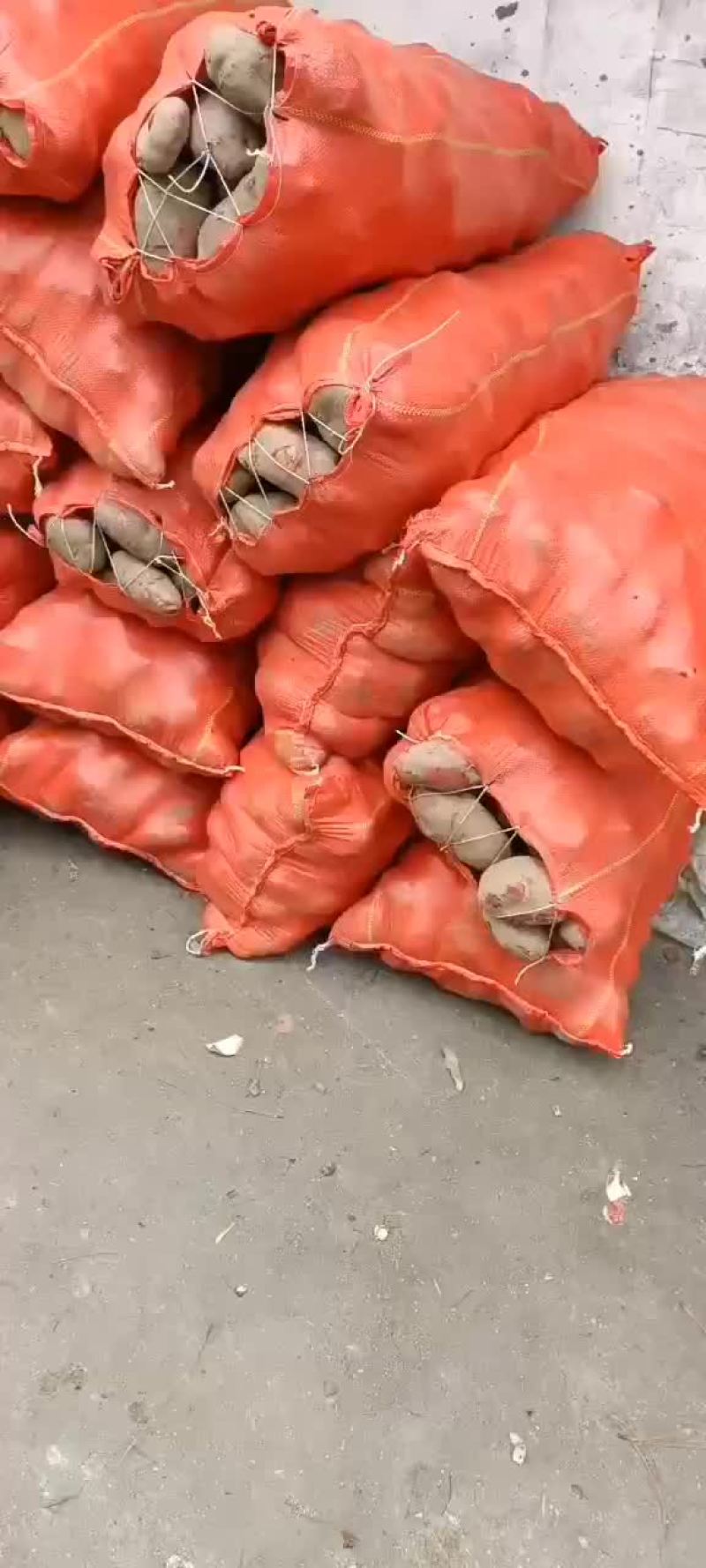 老品种土豆