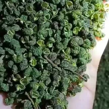 云南精品花椒，干的，新鲜的都有，质量好，需要的老板联系了