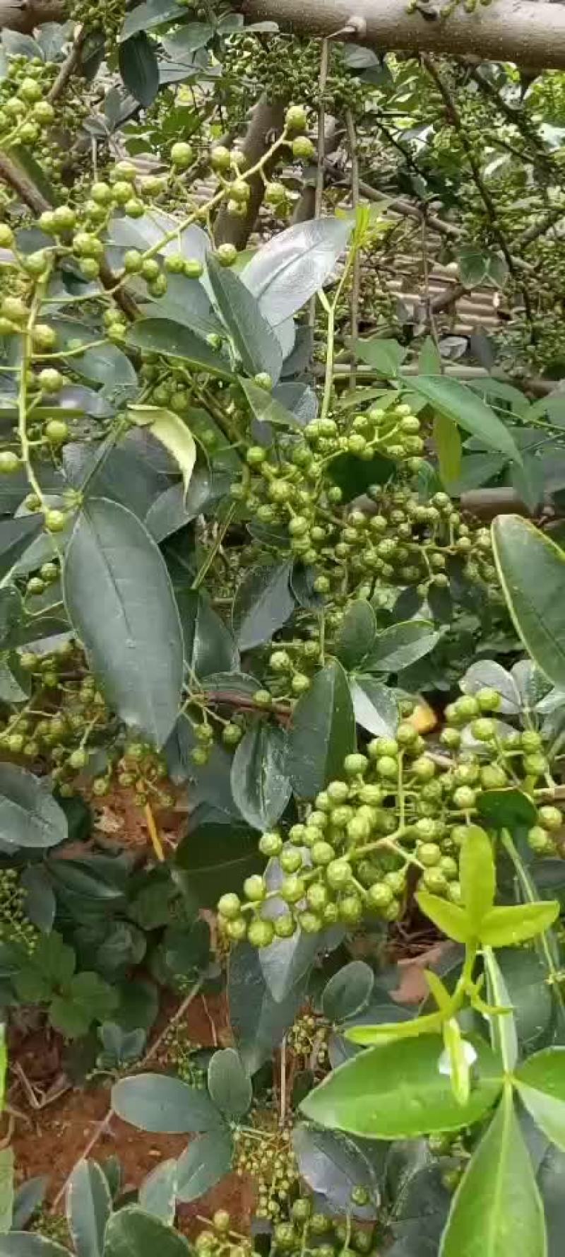 云南精品花椒，干的，新鲜的都有，质量好，需要的老板联系了