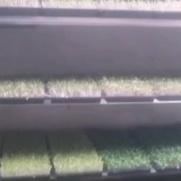 水培萝卜芽苗菜