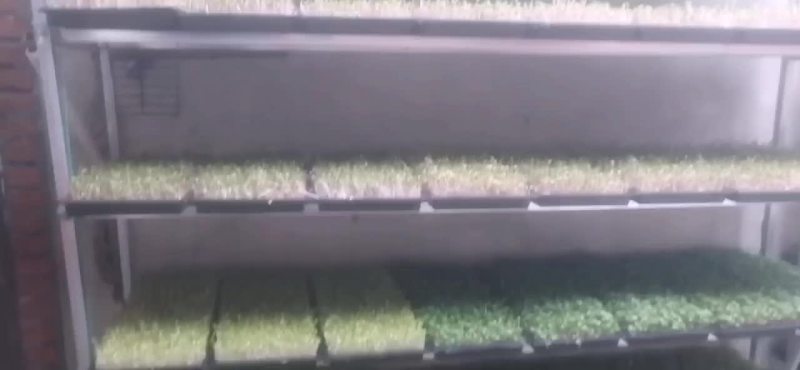 水培萝卜芽苗菜