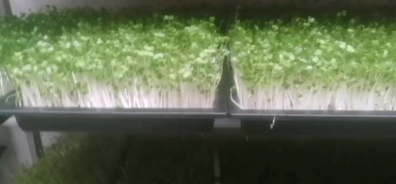 水培萝卜芽苗菜