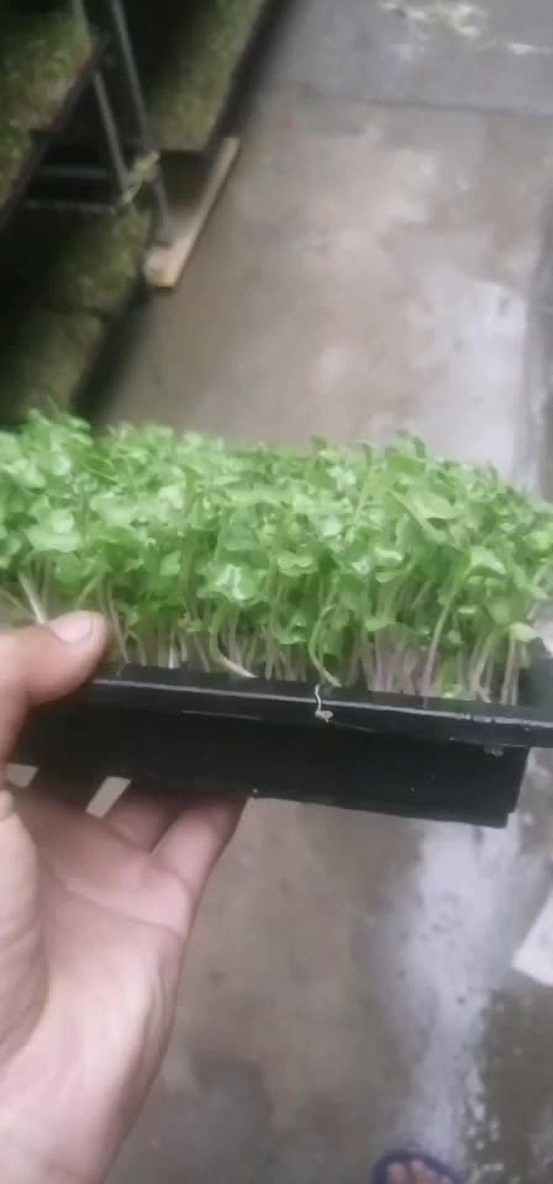 水培萝卜芽苗菜
