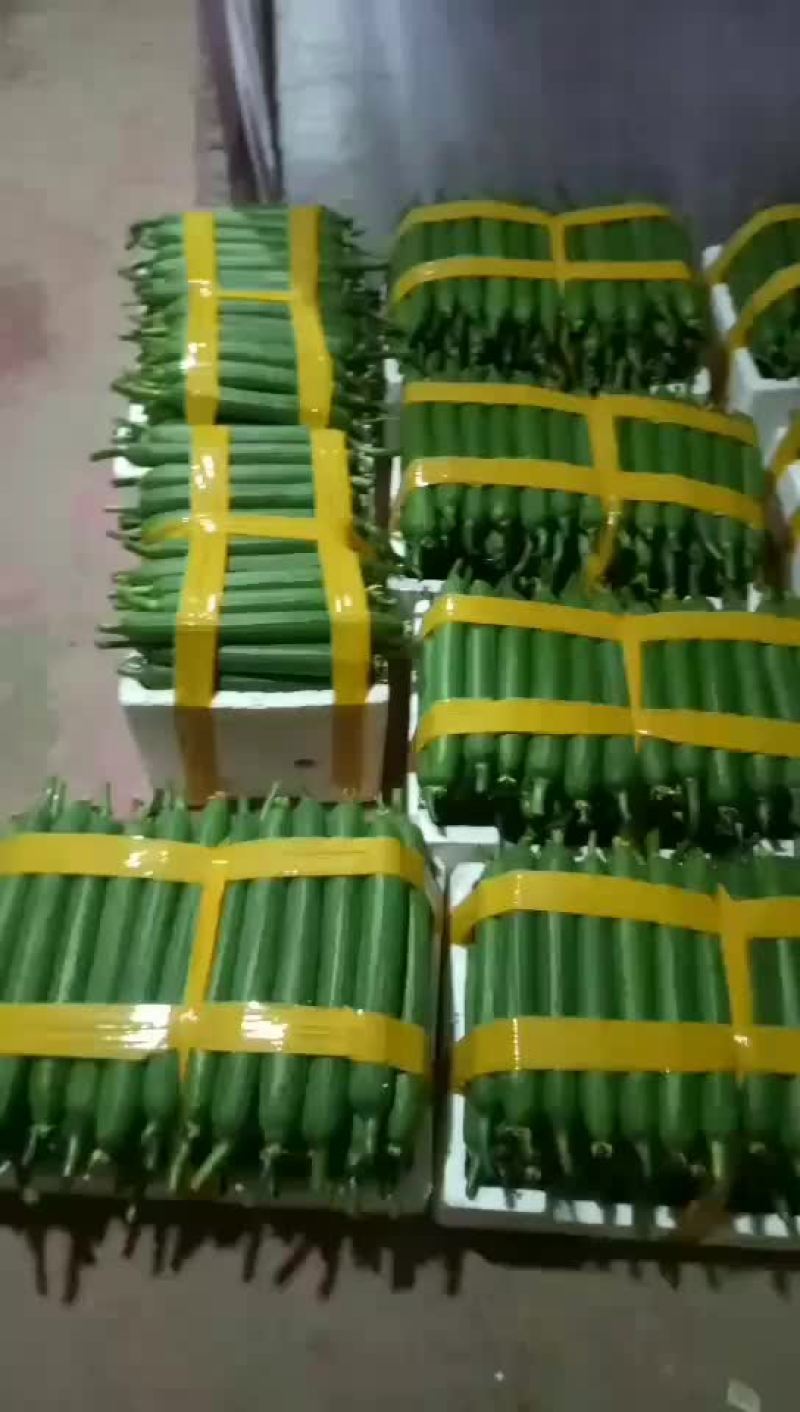 肉丝瓜，香丝瓜，油皮瓜，丝瓜，瓜大量有货