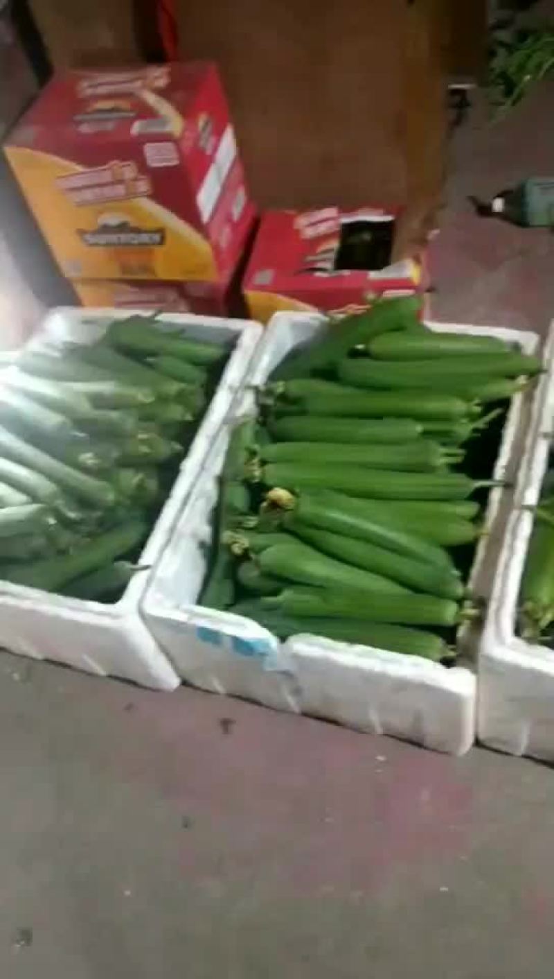 肉丝瓜，香丝瓜，油皮瓜，丝瓜，瓜大量有货