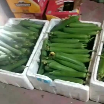 香丝瓜油皮丝瓜丝瓜肉丝瓜