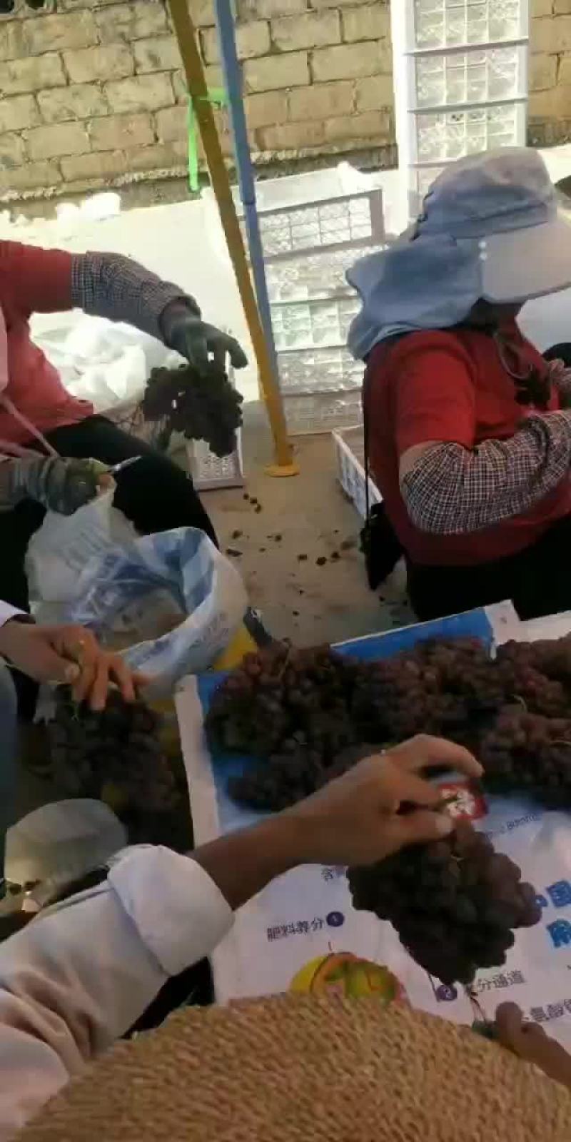 弗雷玻璃翠火焰无核