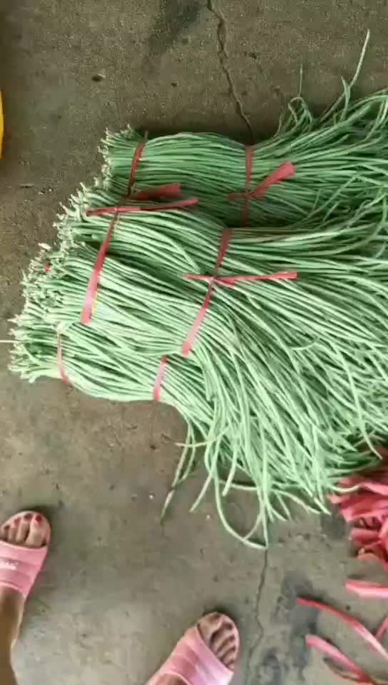 豇豆角上市.精品豇豆.品质优