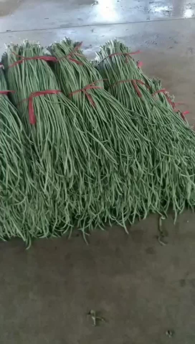 豇豆角上市.精品豇豆.品质优