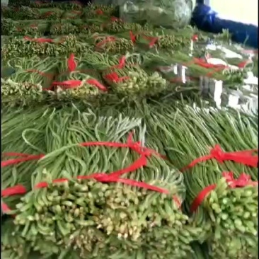 豇豆角上市.精品豇豆.品质优