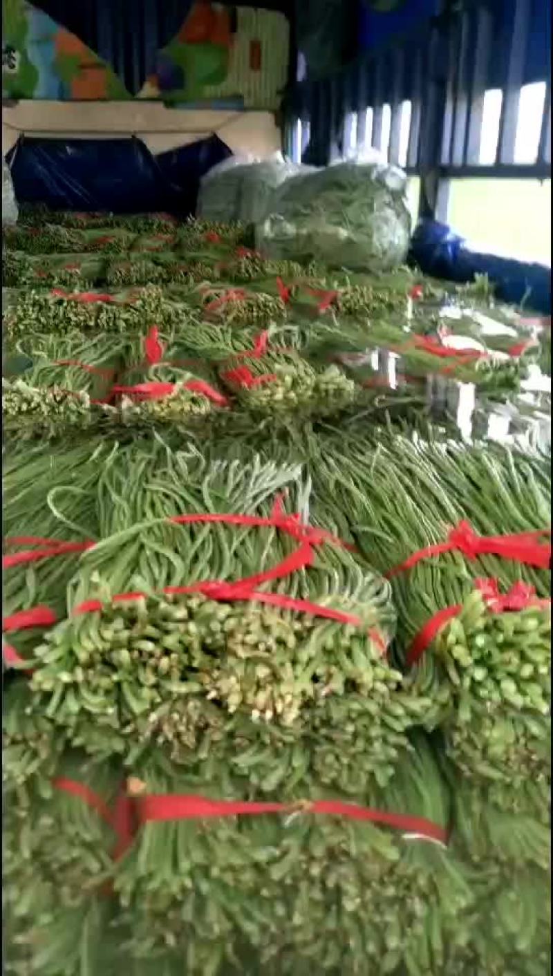 豇豆角上市.精品豇豆.品质优