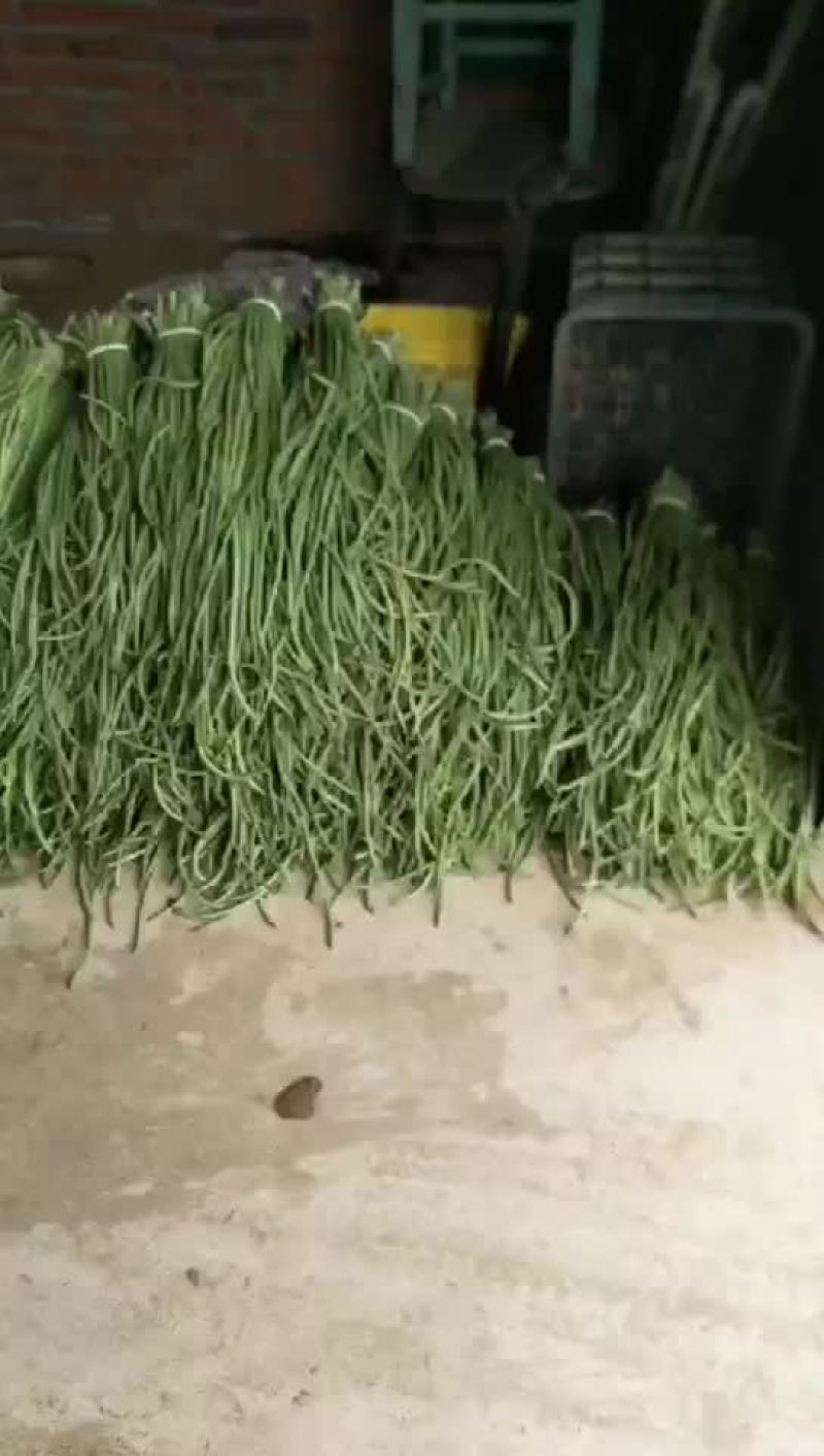 豇豆角上市.精品豇豆.品质优
