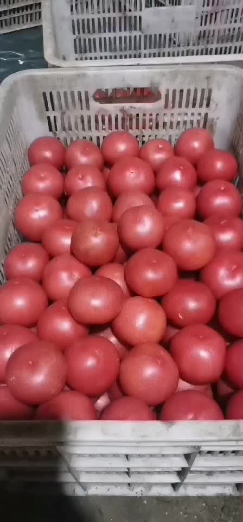 西红柿