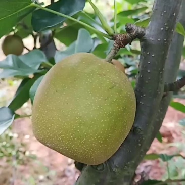 正宗建宁翠冠梨