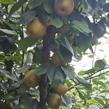 正宗建宁翠冠梨