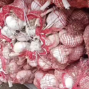 齐河大蒜