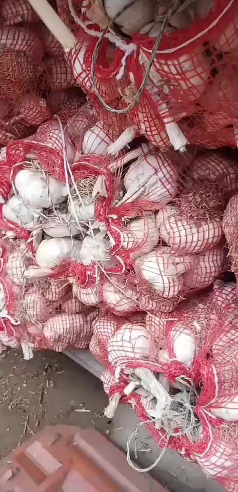 齐河大蒜