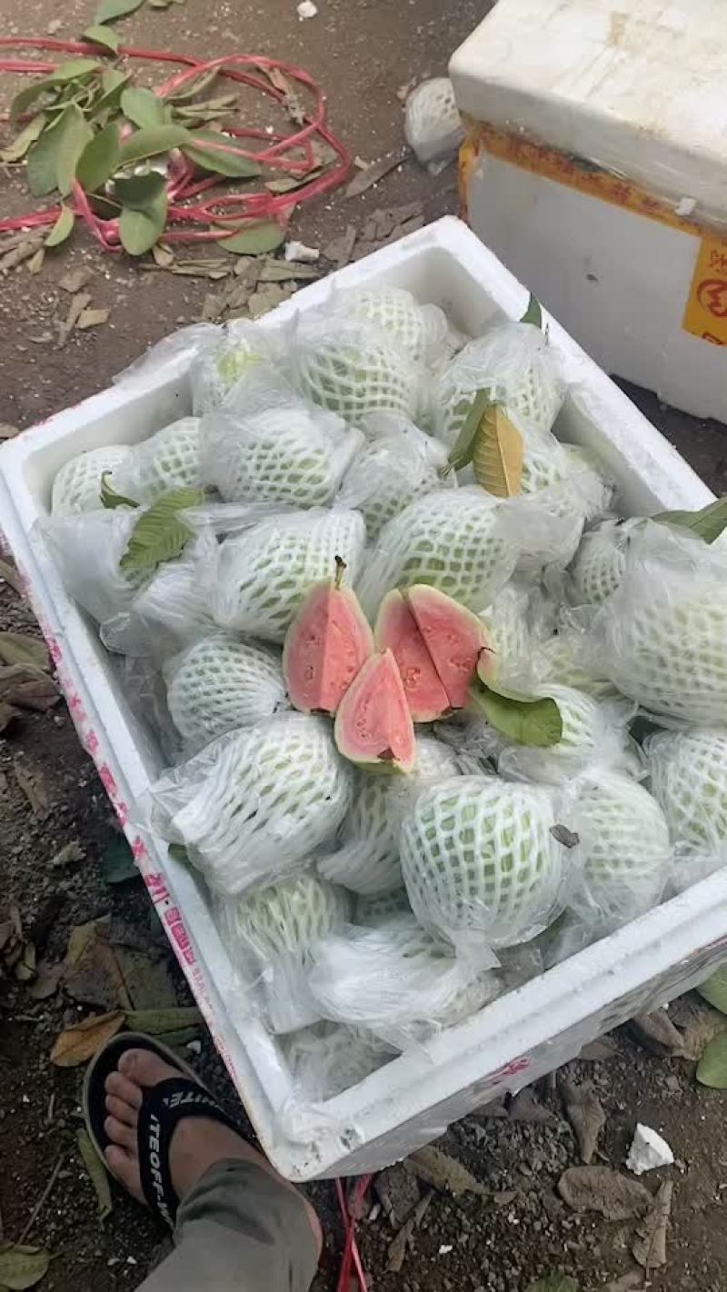 红心芭乐