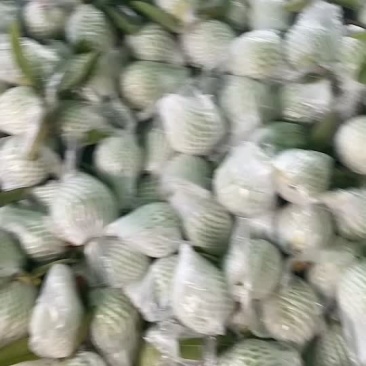 红心芭乐
