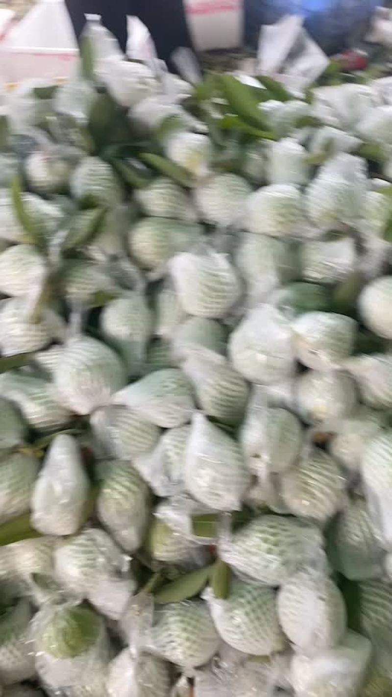 红心芭乐