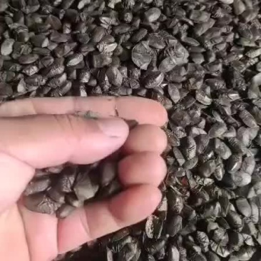 九香虫干货出售