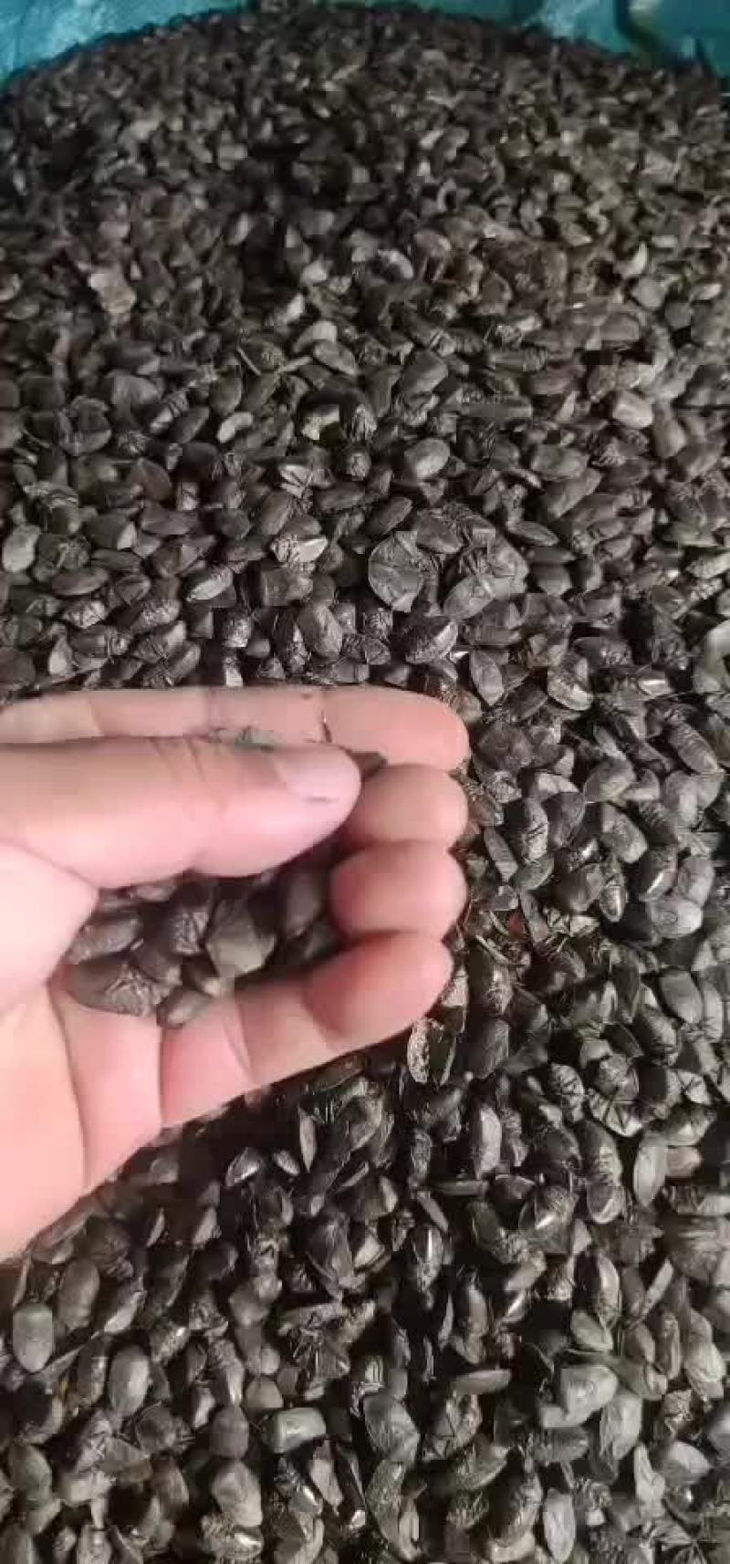 九香虫干货出售