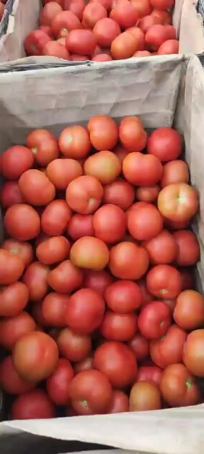 硬粉西红柿大量上市中