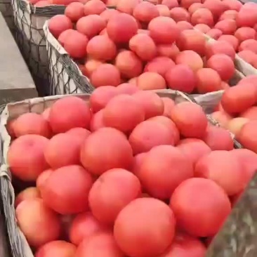 硬粉西红柿大量上市中