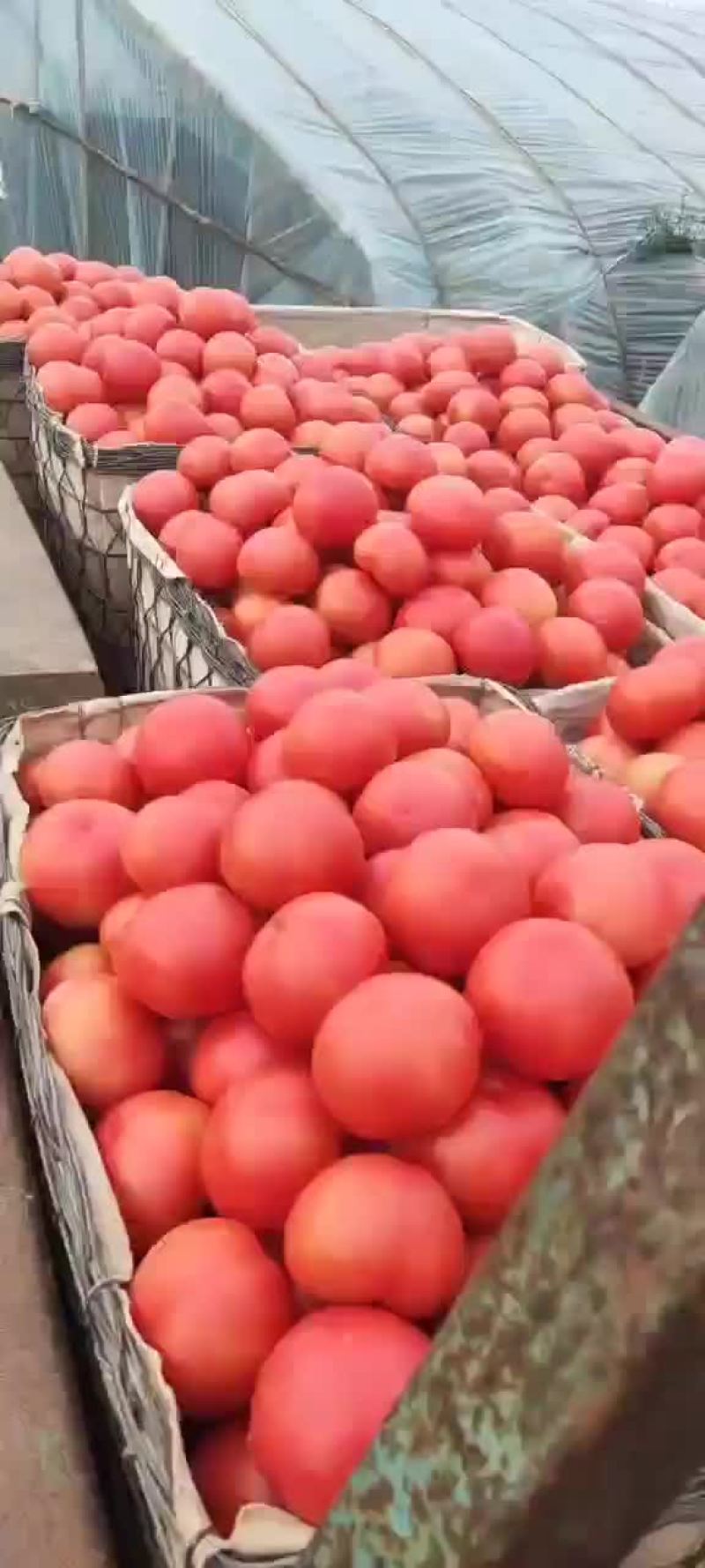 硬粉西红柿大量上市中
