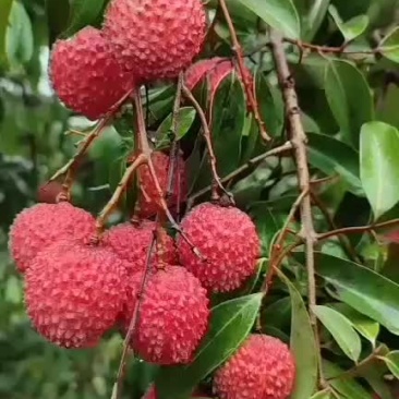 桂味降了