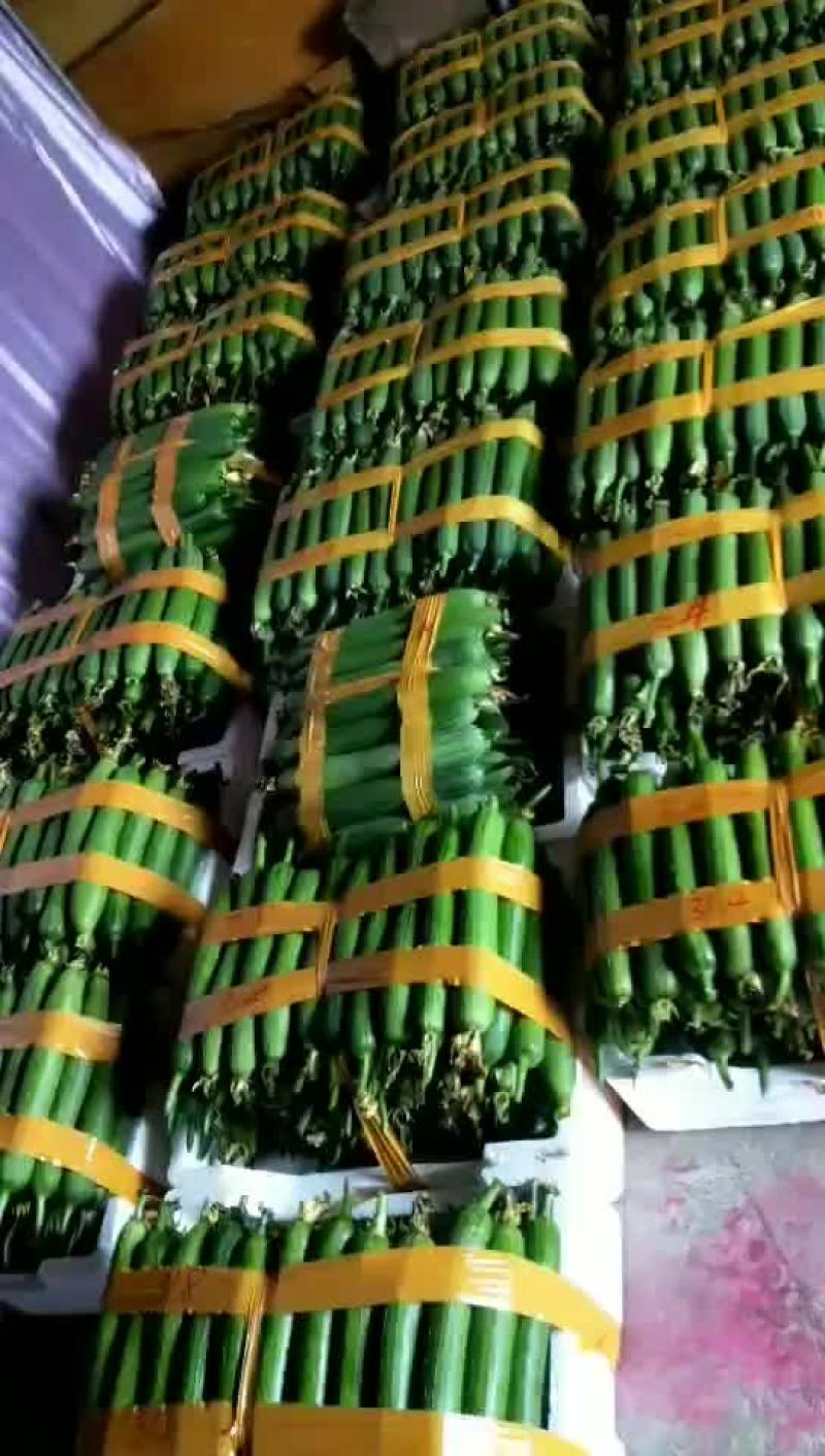 肉丝瓜，香丝瓜，油皮瓜，丝瓜，瓜大量有货